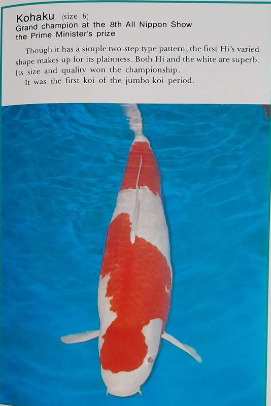 Koi - Nishikigoi