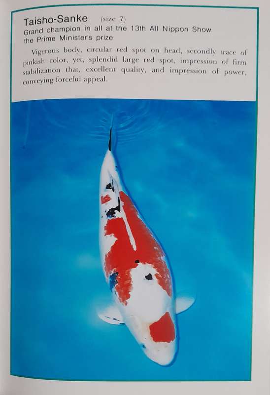 Koi - Nishikigoi