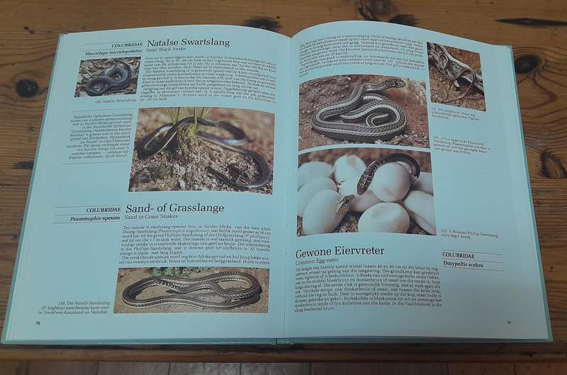 Reptiele vn Suider-Afrika