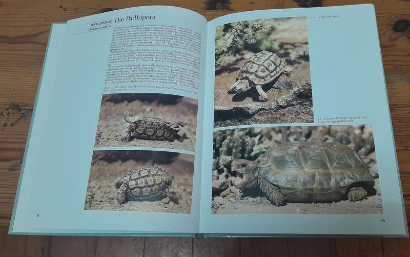 Reptiele vn Suider-Afrika