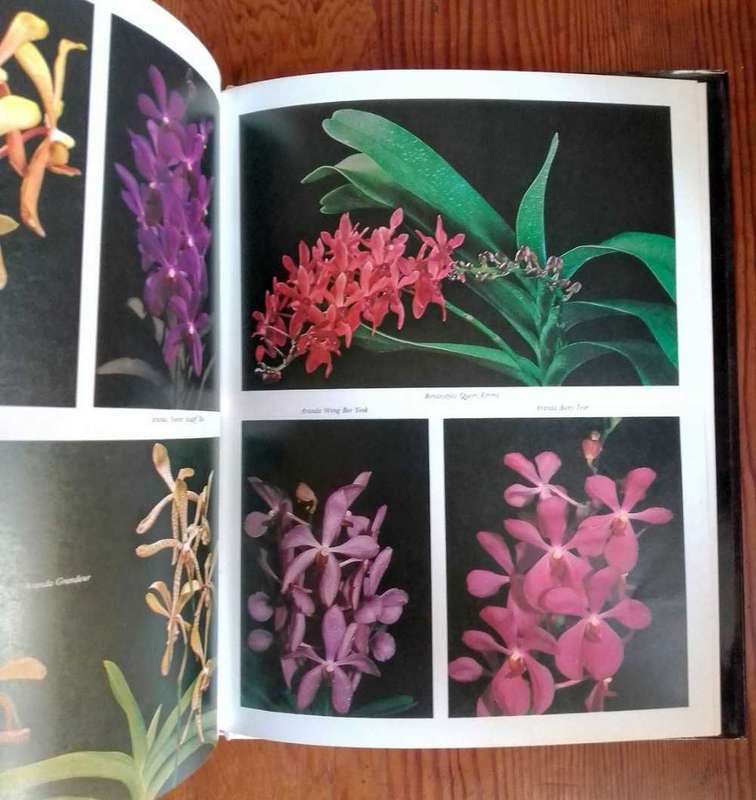 Orchids - Their Cultivation and Hybridization by Lee Chew Kang