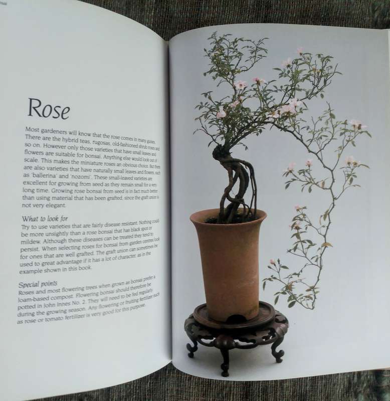 Create Your Own Bonsai With Everyday Garden Plants by Peter Chan