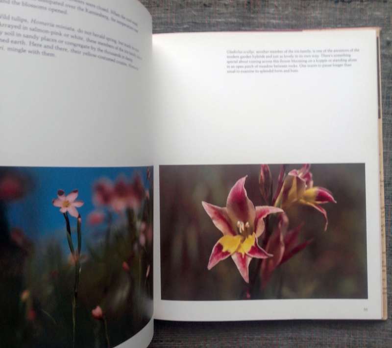Namaqualand - Garden of the Gods by Freeman Patterson