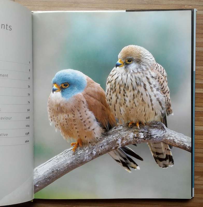 Creative Bird Photography by Bill Coster