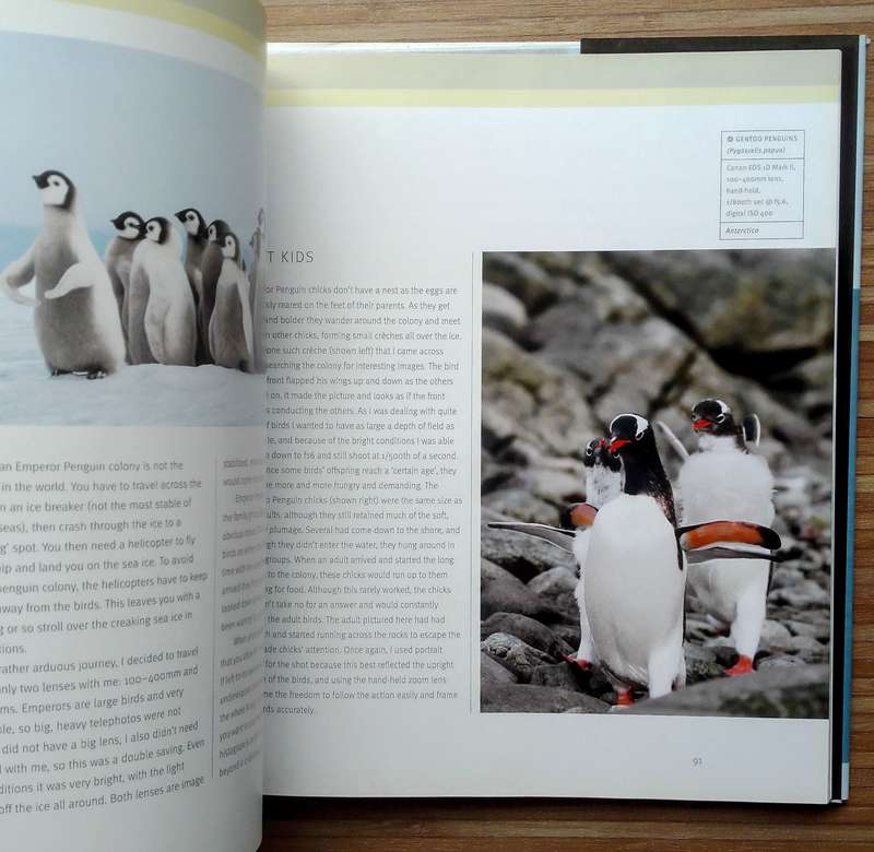 Creative Bird Photography by Bill Coster