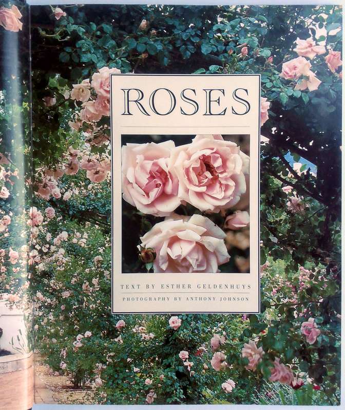 Roses by Esther Geldenhuys