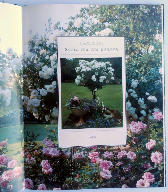 Roses by Esther Geldenhuys