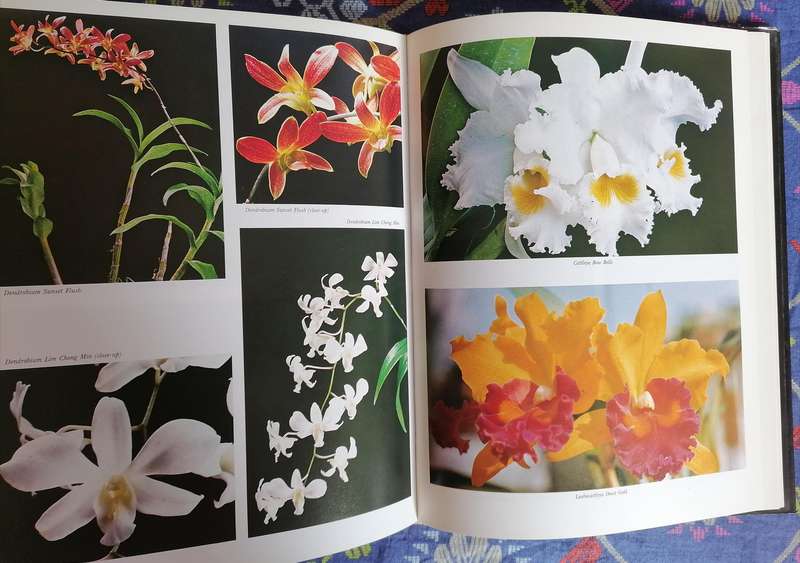 Orchids - Their Cultivation and Hybridization by Lee Chew Kang