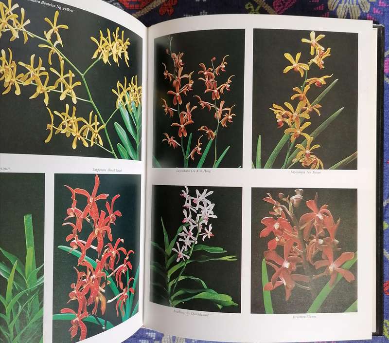 Orchids - Their Cultivation and Hybridization by Lee Chew Kang