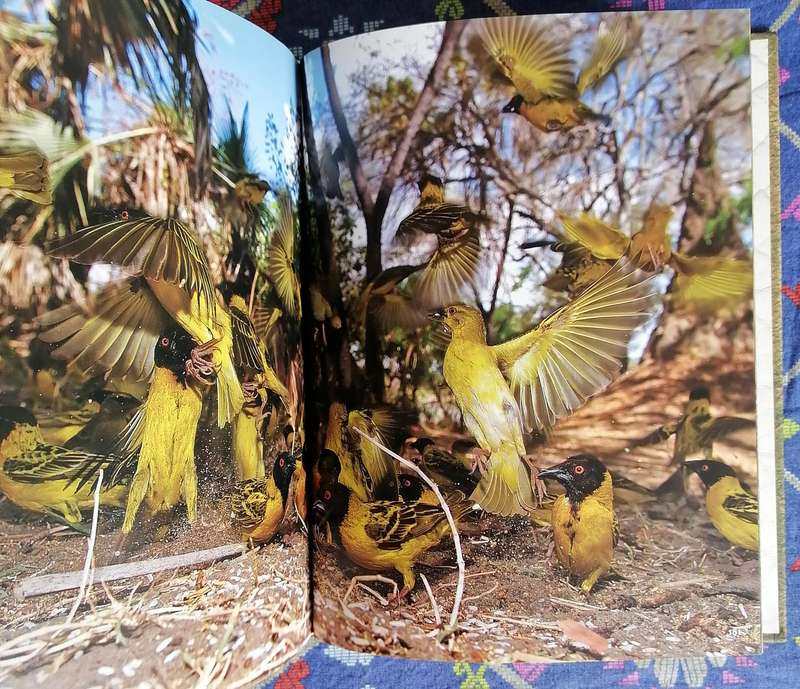 The Essential Africa by Michael Poliza
