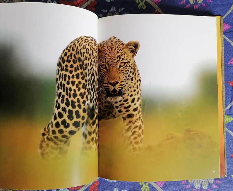 The Essential Africa by Michael Poliza