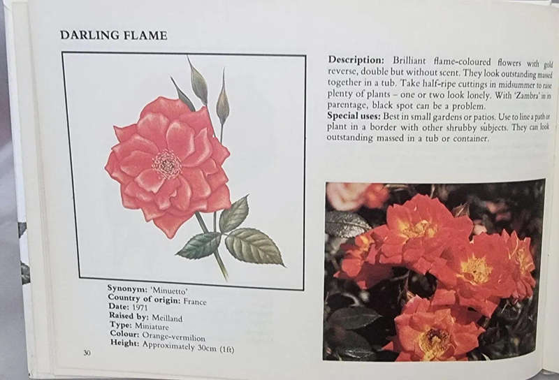 The Concise Illustrated Book of Roses Hardcover  by Beatrice Hamilton (Author)