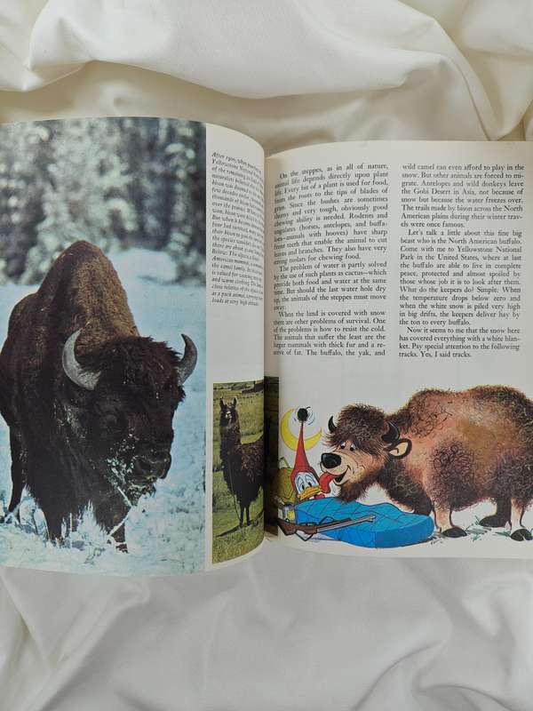Disney's Wonderful World of Knowledge: Animals (Book 1) by Sergio Frugis - Hardback