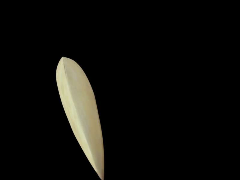 Ornament Shell