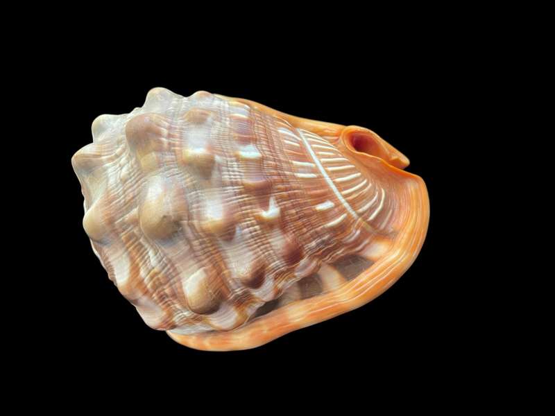 Ornament sea shell
