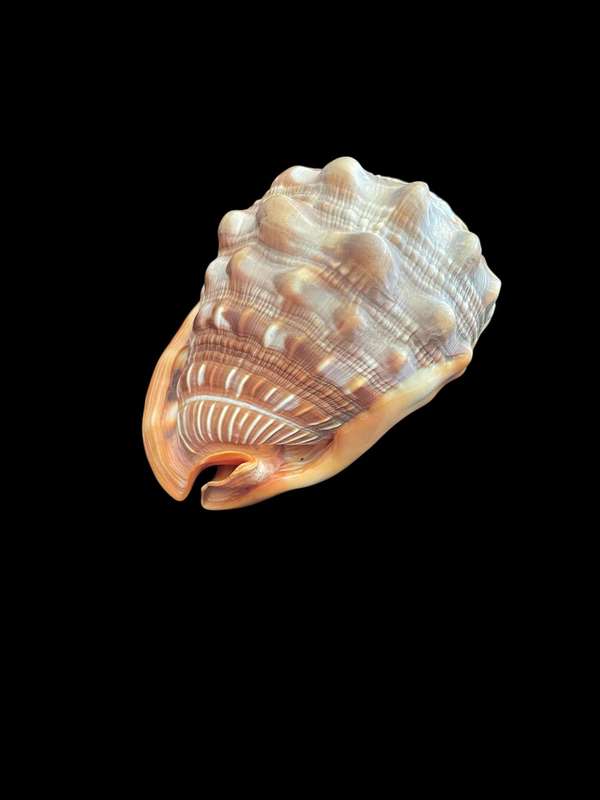 Ornament sea shell