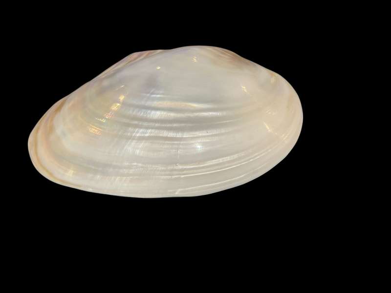 Jewellery holder mother of pearl
