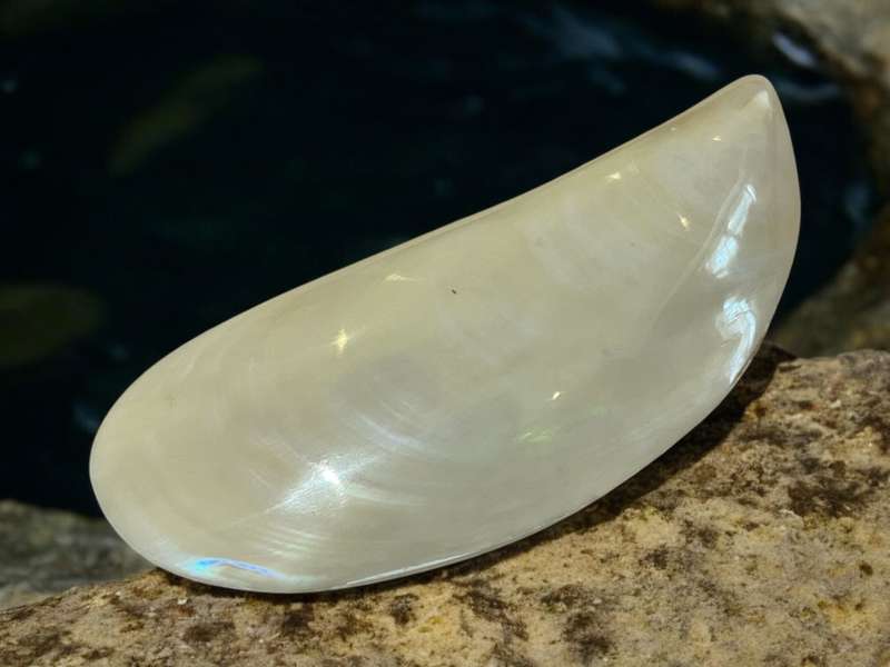 Ornament Shell