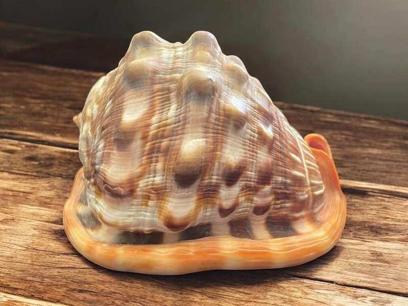 Ornament sea shell