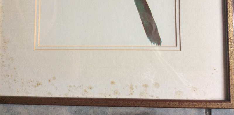 Set of Two Botanic Paintings - Framed behind Glass