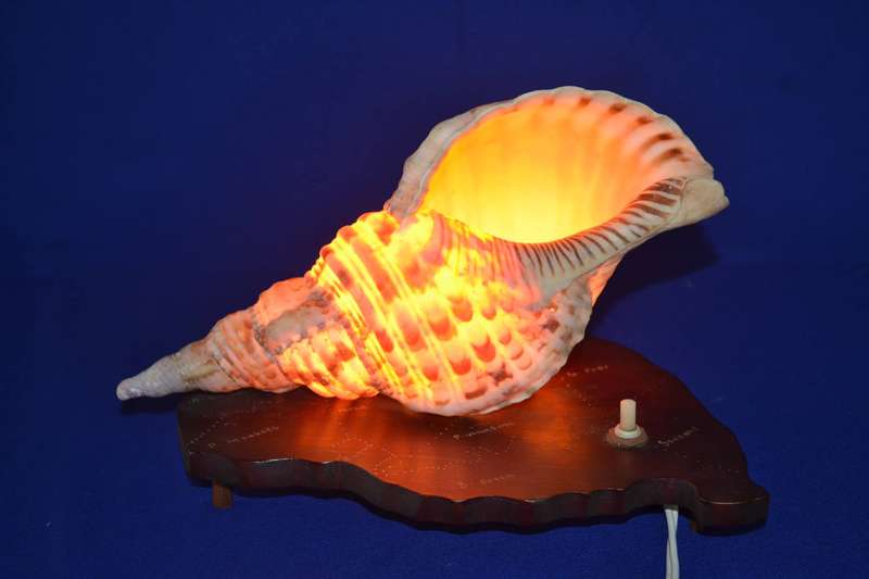 Natural Conch Sea Shell Lamp on Wooden Base