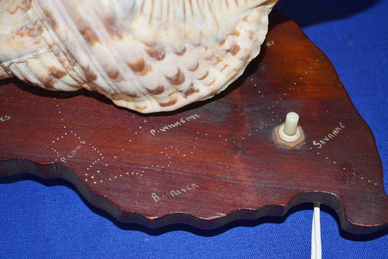 Natural Conch Sea Shell Lamp on Wooden Base
