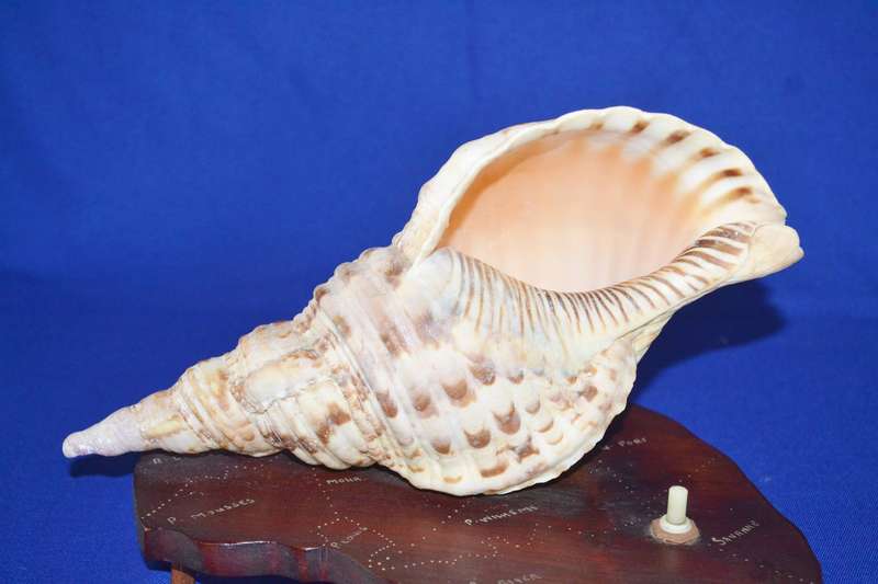 Natural Conch Sea Shell Lamp on Wooden Base