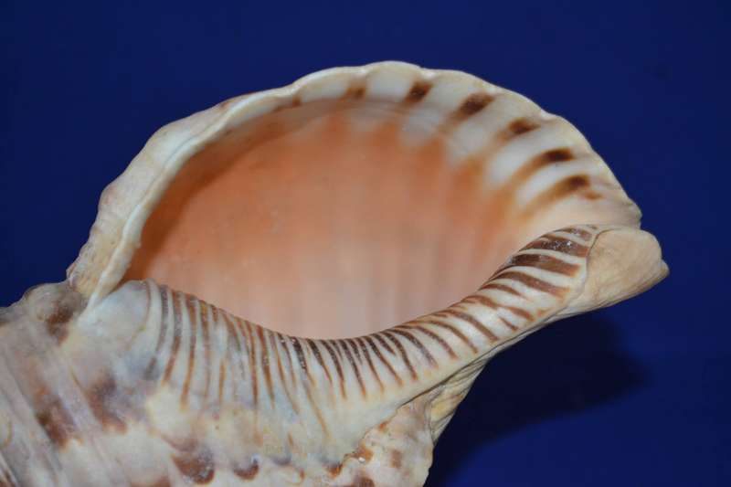 Natural Conch Sea Shell Lamp on Wooden Base