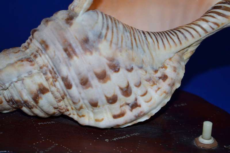 Natural Conch Sea Shell Lamp on Wooden Base