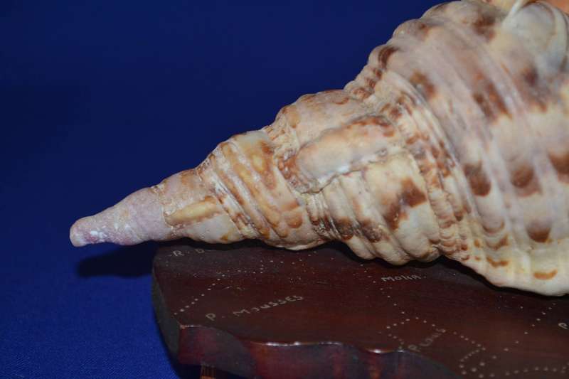 Natural Conch Sea Shell Lamp on Wooden Base