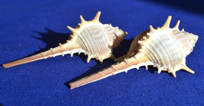 Natural Sea Shells - Murex Aduncospinosus