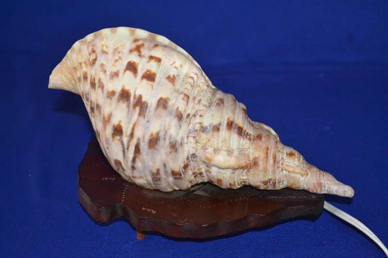 Natural Conch Sea Shell Lamp on Wooden Base
