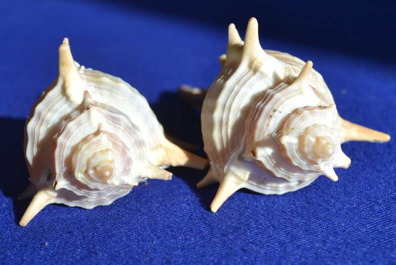 Natural Sea Shells - Murex Aduncospinosus