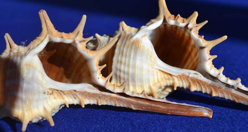 Natural Sea Shells - Murex Aduncospinosus