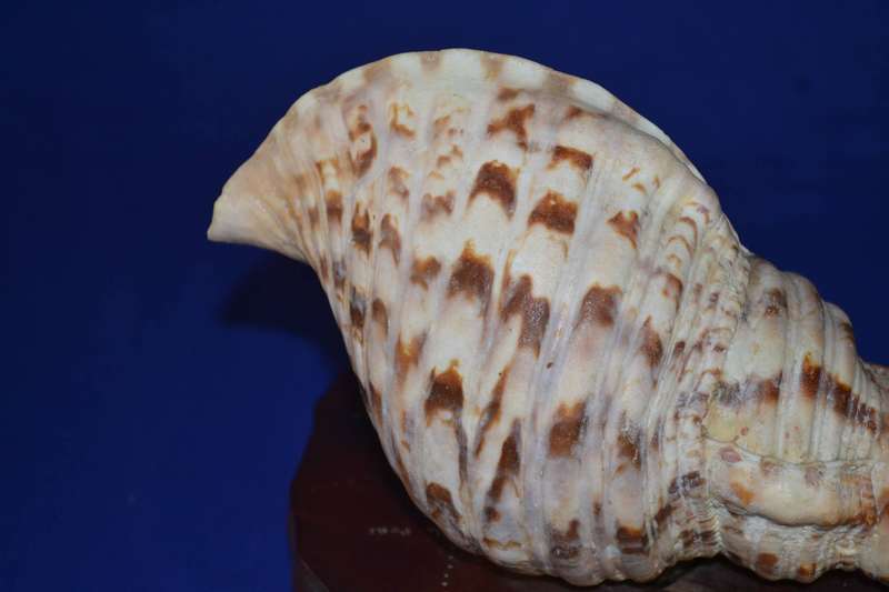 Natural Conch Sea Shell Lamp on Wooden Base