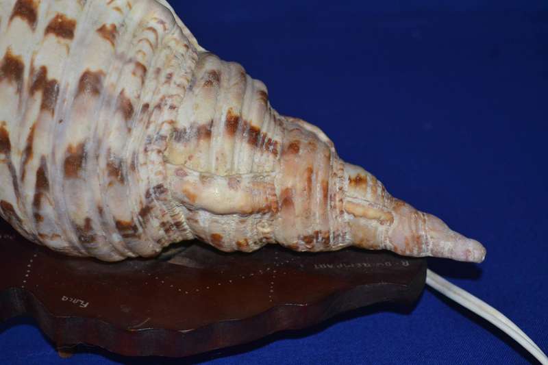 Natural Conch Sea Shell Lamp on Wooden Base