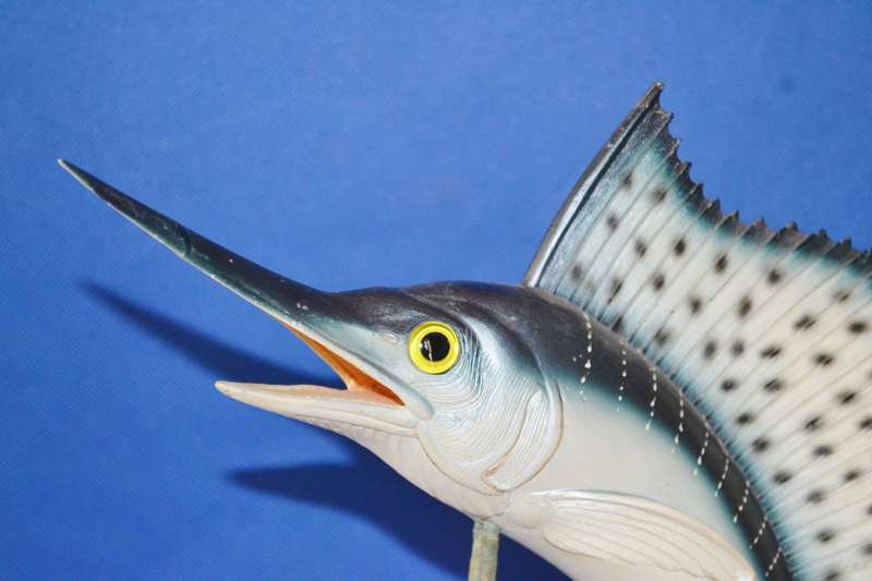 Vintage Model of a Sailfish
