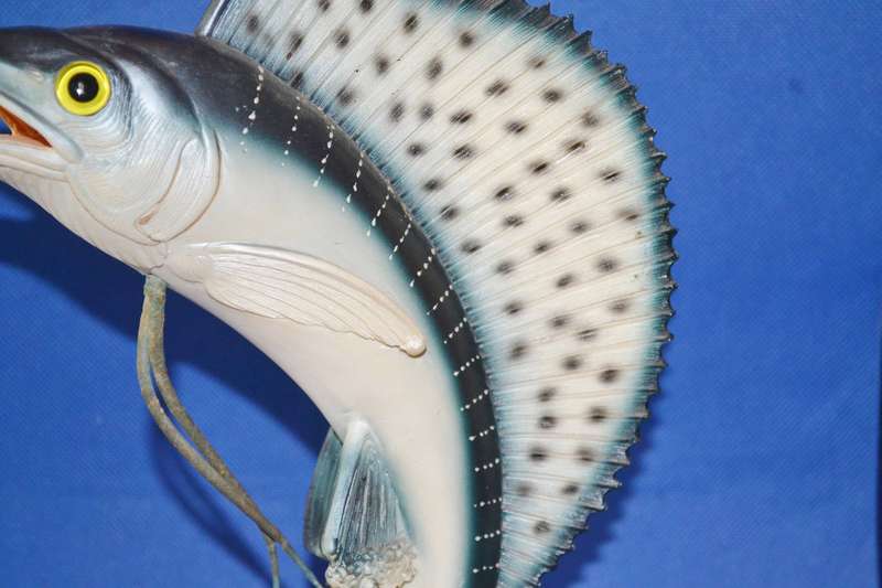 Vintage Model of a Sailfish