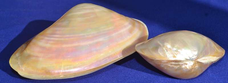 Natural Sea Shells - Coquina Clam
