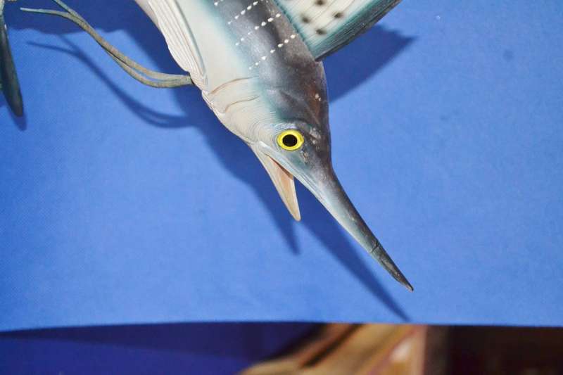 Vintage Model of a Sailfish