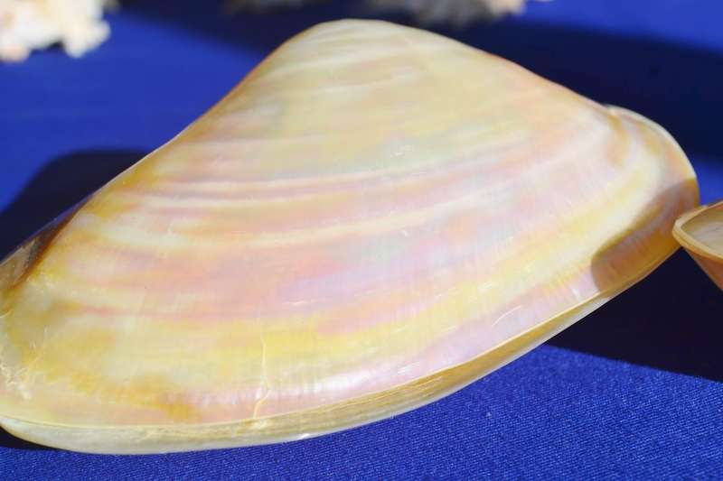 Natural Sea Shells - Coquina Clam
