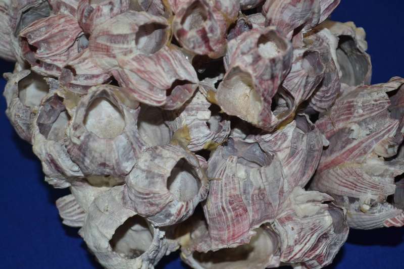 Natural Purple Volcano Barnacle cluster