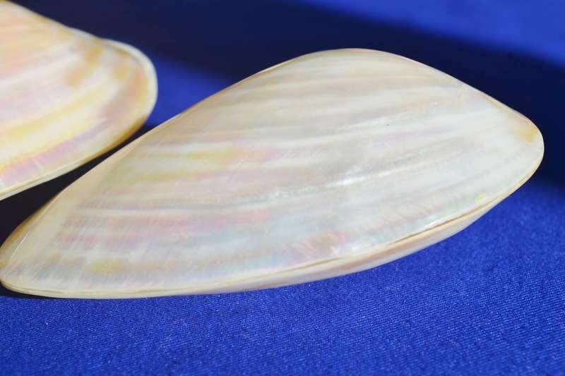 Natural Sea Shells - Coquina Clam