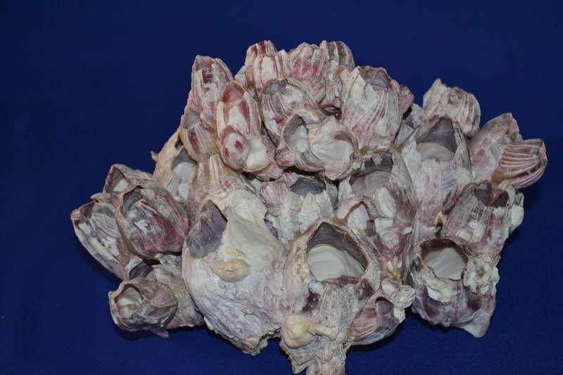 Natural Purple Volcano Barnacle cluster