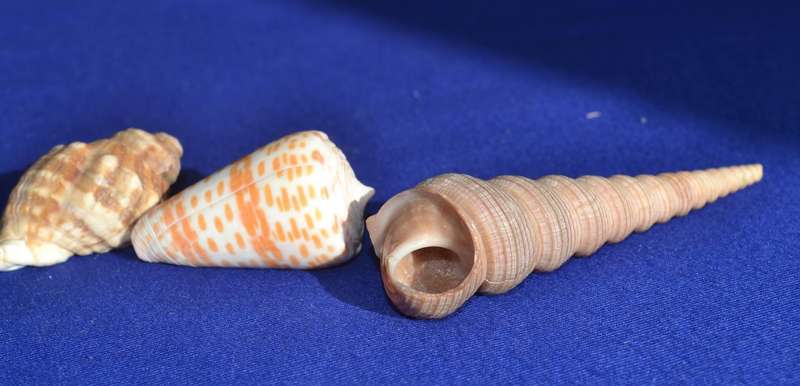 Assorted Natural Sea Shells