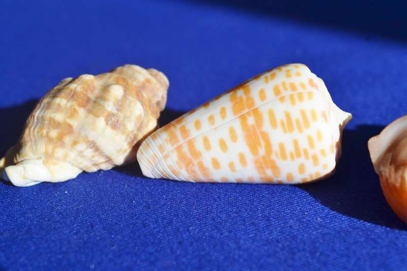Assorted Natural Sea Shells