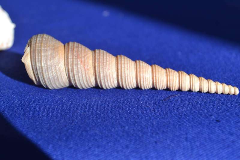 Assorted Natural Sea Shells