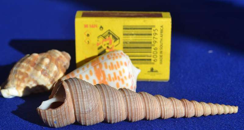 Assorted Natural Sea Shells