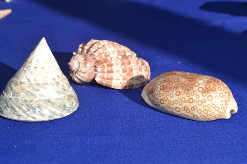 Assorted Natural Sea Shells