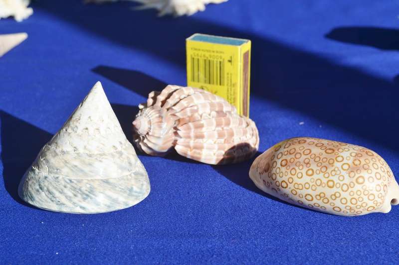 Assorted Natural Sea Shells